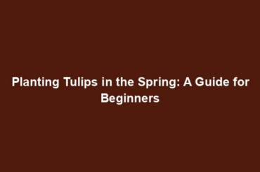 Planting Tulips in the Spring: A Guide for Beginners