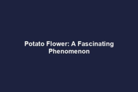Potato Flower: A Fascinating Phenomenon