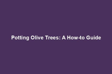 Potting Olive Trees: A How-to Guide