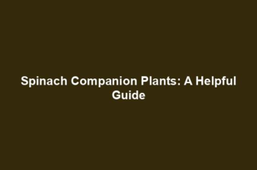 Spinach Companion Plants: A Helpful Guide