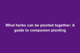 What herbs can be planted together: A guide to companion planting