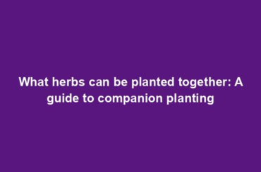 What herbs can be planted together: A guide to companion planting