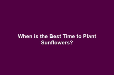 When is the Best Time to Plant Sunflowers?