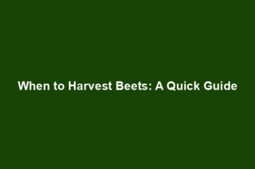 When to Harvest Beets: A Quick Guide