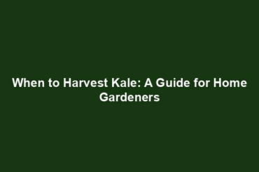 When to Harvest Kale: A Guide for Home Gardeners