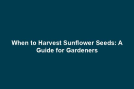 When to Harvest Sunflower Seeds: A Guide for Gardeners