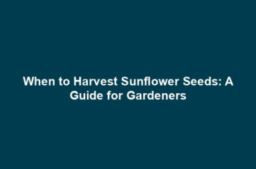 When to Harvest Sunflower Seeds: A Guide for Gardeners