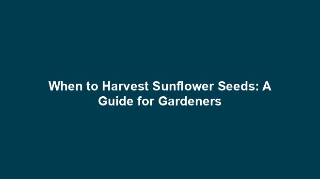 When to Harvest Sunflower Seeds: A Guide for Gardeners
