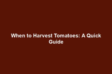 When to Harvest Tomatoes: A Quick Guide