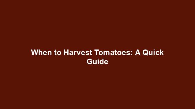 When to Harvest Tomatoes: A Quick Guide
