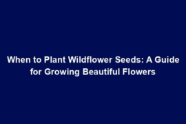 When to Plant Wildflower Seeds: A Guide for Growing Beautiful Flowers