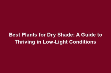 Best Plants for Dry Shade: A Guide to Thriving in Low-Light Conditions