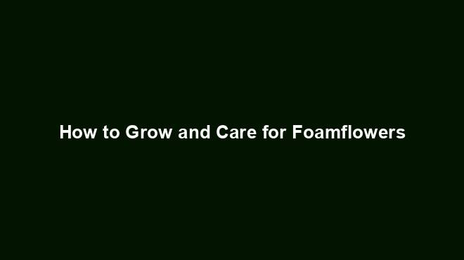 How to Grow and Care for Foamflowers