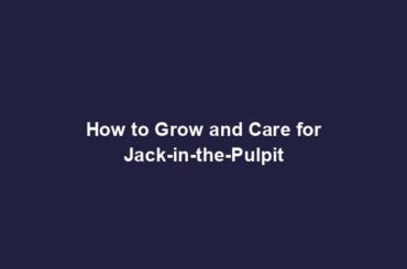 How to Grow and Care for Jack-in-the-Pulpit