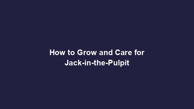 How to Grow and Care for Jack-in-the-Pulpit