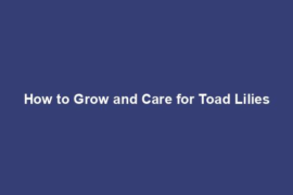 How to Grow and Care for Toad Lilies