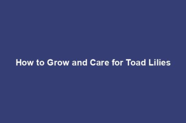 How to Grow and Care for Toad Lilies