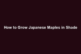 How to Grow Japanese Maples in Shade