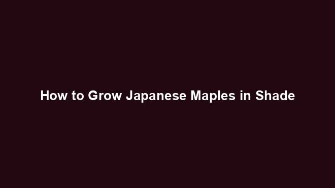 How to Grow Japanese Maples in Shade