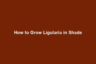 How to Grow Ligularia in Shade