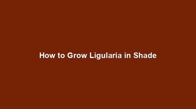 How to Grow Ligularia in Shade