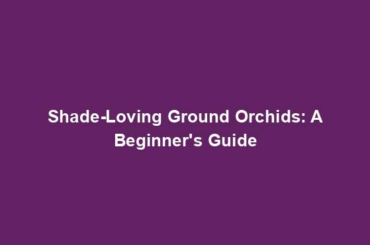 Shade-Loving Ground Orchids: A Beginner's Guide