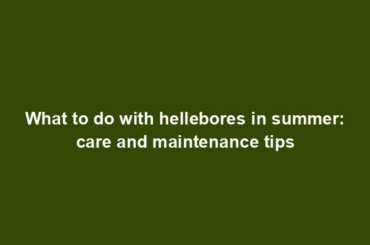 What to do with hellebores in summer: care and maintenance tips